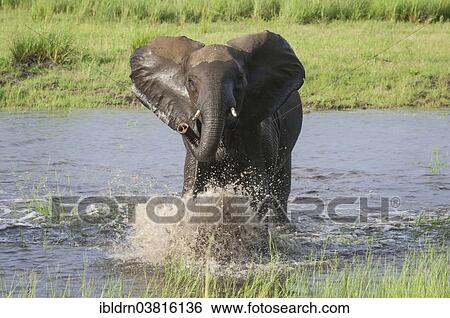 Stock Photograph - "African Elephant (Loxodonta africana) at a waterhole, Chobe Waterfront, Chobe National Park, Botswana, Africa". Fotosearch