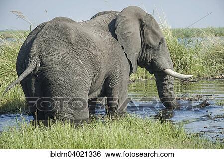 Stock Photograph - "African Elephant (Loxodonta africana), drinking at the river, Kasane, Chobe National Park, Botswana, Africa". Fotosearch