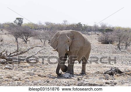 Stock Photograph - "African Elephant (Loxodonta africana), Etosha National Park, near Okaukuejo, Kunene Region, Namibia, Africa". Fotosearch