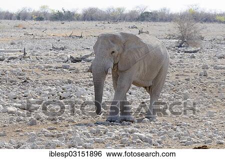 Stock Photograph - "African Elephant (Loxodonta africana), Etosha National Park, near Okaukuejo, Kunene Region, Namibia, Africa". Fotosearch