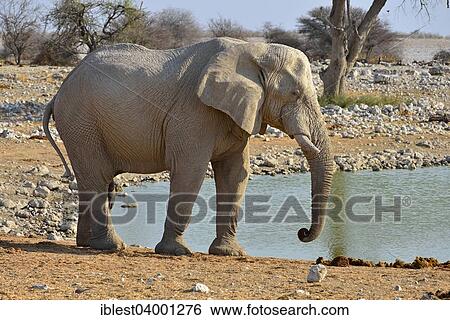 "African Elephant (Loxodonta africana), old elephant bull, Okaukuejo waterhole, Etosha National Park, Namibia, Africa" View Large Photo Image Stock Photograph - "African Elephant (Loxodonta africana), old elephant bull, Okaukuejo waterhole, Etosha National Park, Namibia, Africa". Fotosearch