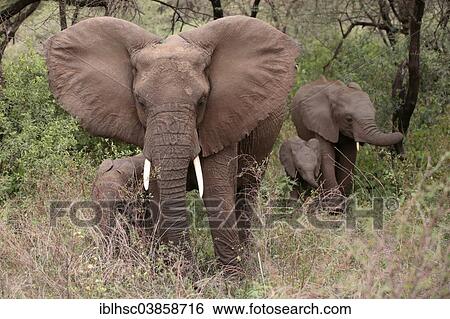 "African Elephant (Loxodonta africana), cow with calves, in the bush, Serengeti, Tanzania, Africa" View Large Photo Image Stock Photograph - "African Elephant (Loxodonta africana), cow with calves, in the bush, Serengeti, Tanzania, Africa". Fotosearch