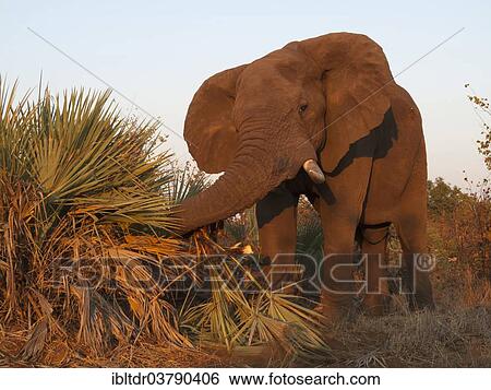 "African Elephant (Loxodonta africana) feeding on Ilala Palms (Hyphaene coriacea), in the early morning, Kruger National Park, South Africa, Africa" View Large Photo Image Stock Photograph - "African Elephant (Loxodonta africana) feeding on Ilala Palms (Hyphaene coriacea), in the early morning, Kruger National Park, South Africa, Africa". Fotosearch