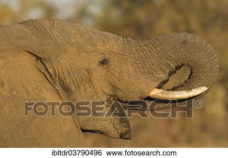 "African Elephant (Loxodonta africana), bull drinking, Kruger National Park, South Africa, Africa" View Large Photo Image Stock Photograph - "African Elephant (Loxodonta africana), bull drinking, Kruger National Park, South Africa, Africa". Fotosearch