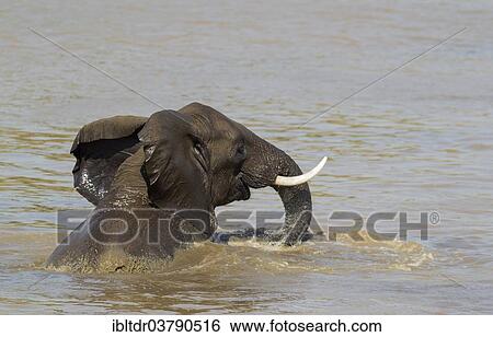 Stock Photograph - "African Elephant (Loxodonta africana), bull bathing in the Shingwedzi River, Kruger National Park, South Africa, Africa". Fotosearch