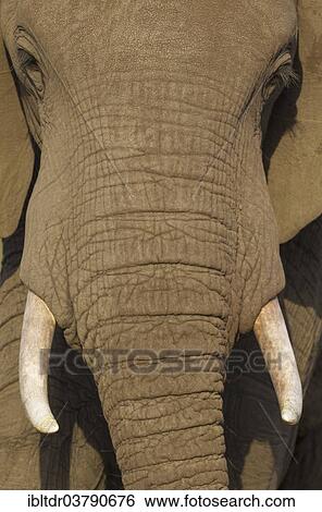 "African Elephant (Loxodonta africana), close-up portrait of a bull, Kruger National Park, South Africa, Africa" View Large Photo Image Stock Photograph - "African Elephant (Loxodonta africana), close-up portrait of a bull, Kruger National Park, South Africa, Africa". Fotosearch