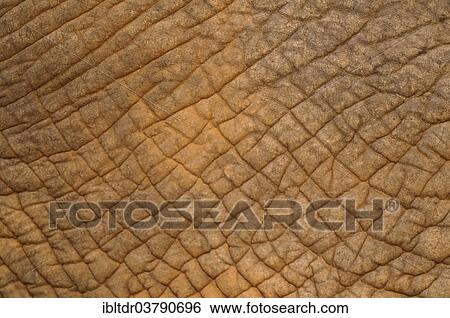 "African Elephant (Loxodonta africana), skin detail, Kruger National Park, South Africa, Africa" View Large Photo Image Stock Photograph - "African Elephant (Loxodonta africana), skin detail, Kruger National Park, South Africa, Africa". Fotosearch