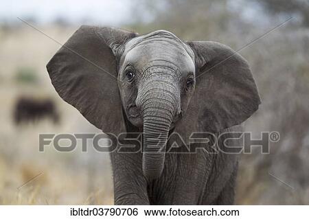 Stock Photograph - "African Elephant (Loxodonta africana), mock charge of a subadult which is lacking the tusks, Kruger National Park, South Africa, Africa". Fotosearch
