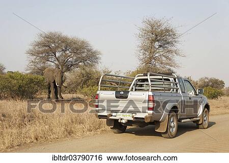 "African Elephant (Loxodonta africana), bull being observed by park visitors, Kruger National Park, South Africa, Africa" View Large Photo Image Stock Photograph - "African Elephant (Loxodonta africana), bull being observed by park visitors, Kruger National Park, South Africa, Africa". Fotosearch