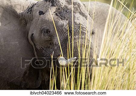 "African Elephant (Loxodonta africana) standing in the reeds, Nkasa-Lupala National Park, Caprivi, Namibia, Africa" View Large Photo Image Stock Photograph - "African Elephant (Loxodonta africana) standing in the reeds, Nkasa-Lupala National Park, Caprivi, Namibia, Africa". Fotosearch