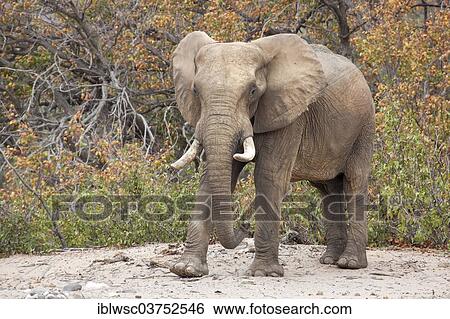 "African Elephant (Loxodonta africana), Hoanib, Namibia, Africa" View Large Photo Image Stock Photograph - "African Elephant (Loxodonta africana), Hoanib, Namibia, Africa". Fotosearch