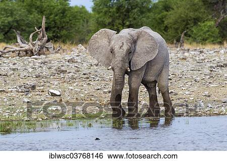 Stock Photograph - "African Elephant (Loxodonta africana), Etosha-Nationalpark, Namutoni, Namibia, Africa". Fotosearch
