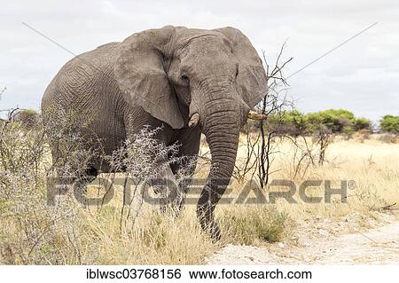 Stock Photograph - "African Elephant (Loxodonta africana), Etosha-Nationalpark, Namutoni, Namibia, Africa". Fotosearch