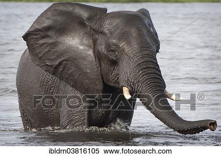 "African Elephant (Loxodonta africana) crosses a watercourse, Chobe Waterfront, Chobe National Park, Botswana, Africa" View Large Photo Image Stock Photography - "African Elephant (Loxodonta africana) crosses a watercourse, Chobe Waterfront, Chobe National Park, Botswana, Africa". Fotosearch