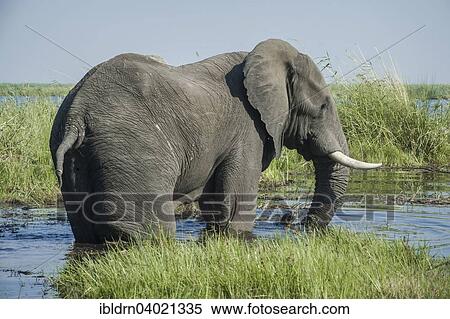 Stock Photography - "African Elephant (Loxodonta africana), drinking at the river, Kasane, Chobe National Park, Botswana, Africa". Fotosearch