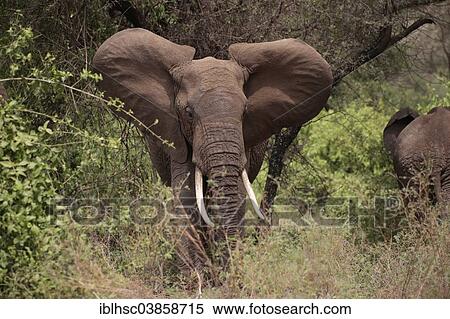 "African Elephant (Loxodonta africana), in the bush, Serengeti, Tanzania, Africa" View Large Photo Image Stock Photography - "African Elephant (Loxodonta africana), in the bush, Serengeti, Tanzania, Africa". Fotosearch