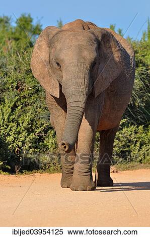 "African Elephant (Loxodonta africana), female walking on the gravel road, Addo Elephant National Park, Eastern Cape, South Africa, Africa" View Large Photo Image Stock Photography - "African Elephant (Loxodonta africana), female walking on the gravel road, Addo Elephant National Park, Eastern Cape, South Africa, Africa". Fotosearch
