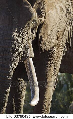 Stock Photography - "African Elephant (Loxodonta africana), close-up of a bull, Kruger National Park, South Africa, Africa". Fotosearch