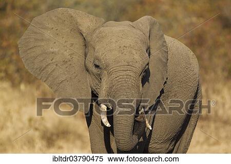 "African Elephant (Loxodonta africana), bull, Kruger National Park, South Africa, Africa" View Large Photo Image Stock Photography - "African Elephant (Loxodonta africana), bull, Kruger National Park, South Africa, Africa". Fotosearch