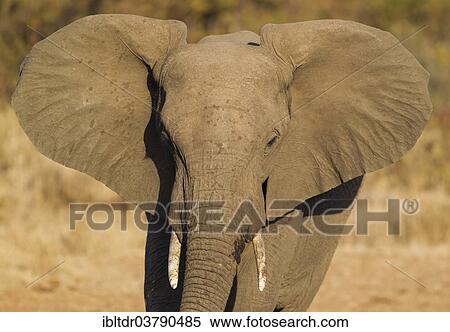 Stock Photography - "African Elephant (Loxodonta africana), bull, Kruger National Park, South Africa, Africa". Fotosearch