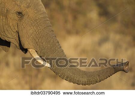 Stock Photography - "African Elephant (Loxodonta africana) sniffing with its trunk, Kruger National Park, South Africa, Africa". Fotosearch