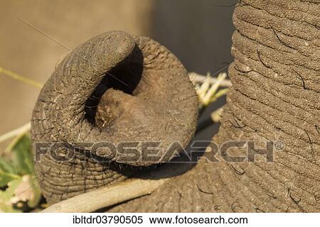 "African Elephant (Loxodonta africana), trunk, Kruger National Park, South Africa, Africa" View Large Photo Image Stock Photography - "African Elephant (Loxodonta africana), trunk, Kruger National Park, South Africa, Africa". Fotosearch
