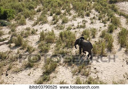 "African Elephant (Loxodonta africana), bull, Kruger National Park, South Africa, Africa" View Large Photo Image Stock Photography - "African Elephant (Loxodonta africana), bull, Kruger National Park, South Africa, Africa". Fotosearch