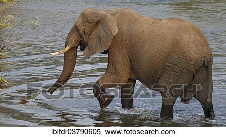 "African Elephant (Loxodonta africana) wading through the water, Kruger National Park, South Africa, Africa" View Large Photo Image Stock Photography - "African Elephant (Loxodonta africana) wading through the water, Kruger National Park, South Africa, Africa". Fotosearch