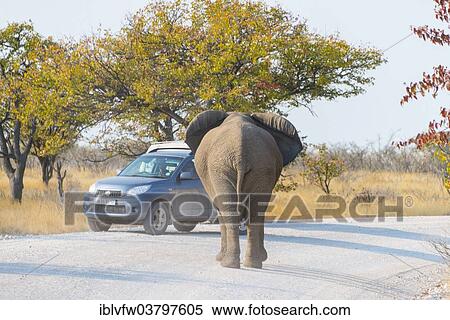 "African Elephant (Loxodonta africana) standing in front of a vehicle in the road, Etosha National Park, Namibia, Africa" View Large Photo Image Stock Photography - "African Elephant (Loxodonta africana) standing in front of a vehicle in the road, Etosha National Park, Namibia, Africa". Fotosearch