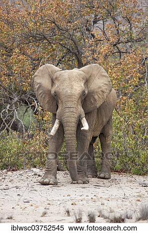 Stock Photography - "African Elephant (Loxodonta africana), Hoanib, Namibia, Africa". Fotosearch