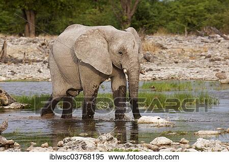 Stock Photography - "African Elephant (Loxodonta africana) at a waterhole, Etosha-Nationalpark, Namutoni, Namibia, Africa". Fotosearch