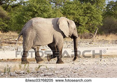 "African Elephant (Loxodonta africana), Etosha-Nationalpark, Namutoni, Namibia, Africa" View Large Photo Image Stock Photography - "African Elephant (Loxodonta africana), Etosha-Nationalpark, Namutoni, Namibia, Africa". Fotosearch
