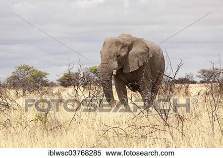"African Elephant (Loxodonta africana), Etosha-Nationalpark, Namutoni, Namibia, Africa" View Large Photo Image Stock Photography - "African Elephant (Loxodonta africana), Etosha-Nationalpark, Namutoni, Namibia, Africa". Fotosearch