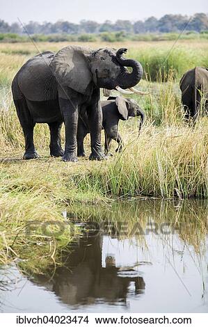 "African elephants (Loxodonta africana) mother with young, Nkasa-Lupala National Park, Caprivi Region, Namibia, Africa" View Large Photo Image Picture - "African elephants (Loxodonta africana) mother with young, Nkasa-Lupala National Park, Caprivi Region, Namibia, Africa". Fotosearch