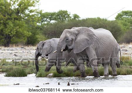 "African elephants (Loxodonta africana) at a waterhole, Etosha-Nationalpark, Namutoni, Namibia, Africa" View Large Photo Image Picture - "African elephants (Loxodonta africana) at a waterhole, Etosha-Nationalpark, Namutoni, Namibia, Africa". Fotosearch