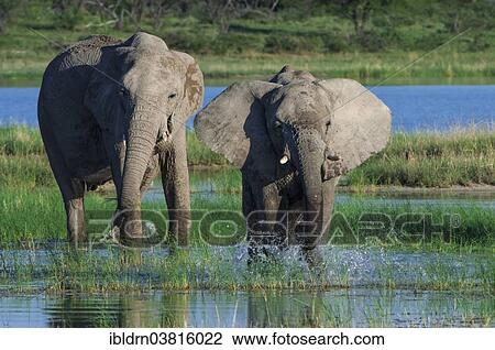 "African elephants (Loxodonta africana) at the Namutoni waterhole, Etosha National Park, Namibia, Africa" View Large Photo Image Stock Image - "African elephants (Loxodonta africana) at the Namutoni waterhole, Etosha National Park, Namibia, Africa". Fotosearch