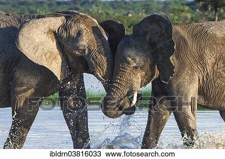 "African elephants (Loxodonta africana) playfighting at the Namutoni water hole, Etosha National Park, Namibia, Africa" View Large Photo Image Stock Image - "African elephants (Loxodonta africana) playfighting at the Namutoni water hole, Etosha National Park, Namibia, Africa". Fotosearch