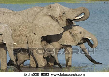 "African elephants (Loxodonta africana) drinking at a waterhole, Fischer's Pan, Etosha National Park, Namibia, Africa" View Large Photo Image Stock Image - "African elephants (Loxodonta africana) drinking at a waterhole, Fischer's Pan, Etosha National Park, Namibia, Africa". Fotosearch