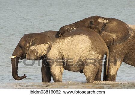 "African elephants (Loxodonta africana) playfighting at the Namutoni water hole, Etosha National Park, Namibia, Africa" View Large Photo Image Stock Image - "African elephants (Loxodonta africana) playfighting at the Namutoni water hole, Etosha National Park, Namibia, Africa". Fotosearch