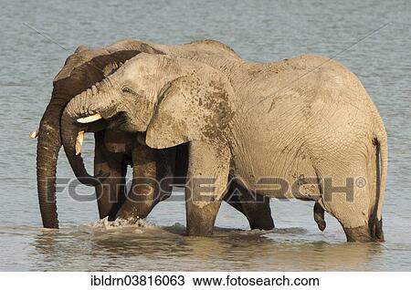 "African elephants (Loxodonta africana) playfighting at the Namutoni water hole, Etosha National Park, Namibia, Africa" View Large Photo Image Stock Image - "African elephants (Loxodonta africana) playfighting at the Namutoni water hole, Etosha National Park, Namibia, Africa". Fotosearch