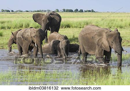 "African elephants (Loxodonta africana) crossing a watercourse, Chobe Waterfront, Chobe National Park, Botswana, Africa" View Large Photo Image Stock Image - "African elephants (Loxodonta africana) crossing a watercourse, Chobe Waterfront, Chobe National Park, Botswana, Africa". Fotosearch