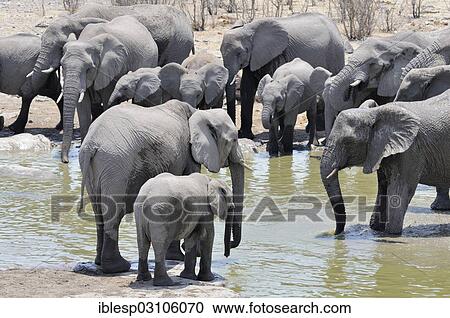 "African Elephants (Loxodonta africana) bathing at the Moringa Waterhole, Etosha National Park, Halali, Kunene Region, Namibia, Africa" View Large Photo Image Stock Image - "African Elephants (Loxodonta africana) bathing at the Moringa Waterhole, Etosha National Park, Halali, Kunene Region, Namibia, Africa". Fotosearch