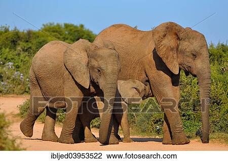 "African Elephants (Loxodonta africana) with calf on gravel road, Addo Elephant National Park, Eastern Cape, South Africa, Africa" View Large Photo Image Stock Image - "African Elephants (Loxodonta africana) with calf on gravel road, Addo Elephant National Park, Eastern Cape, South Africa, Africa". Fotosearch