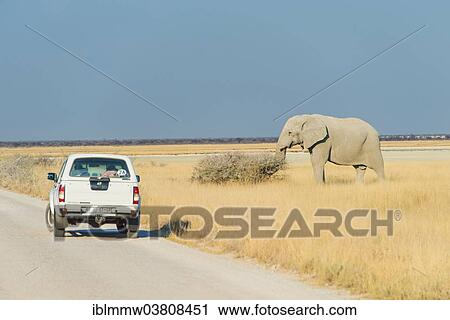 "African Elephants (Loxodonta africana) on the road with car going by, Etosha National Park, Namibia, Africa" View Large Photo Image Stock Image - "African Elephants (Loxodonta africana) on the road with car going by, Etosha National Park, Namibia, Africa". Fotosearch