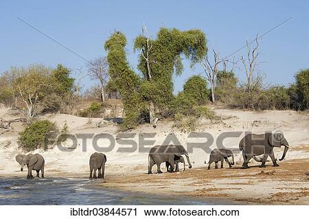 "African Elephants (Loxodonta africana) breeding herd drinking at the bank of the Chobe River, Chobe National Park, Botswana, Africa" View Large Photo Image Stock Image - "African Elephants (Loxodonta africana) breeding herd drinking at the bank of the Chobe River, Chobe National Park, Botswana, Africa". Fotosearch