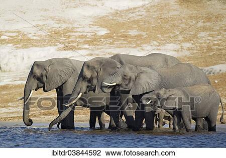 Stock Image - "African Elephants (Loxodonta africana) breeding herd drinking at the bank of the Chobe River, Chobe National Park, Botswana, Africa". Fotosearch