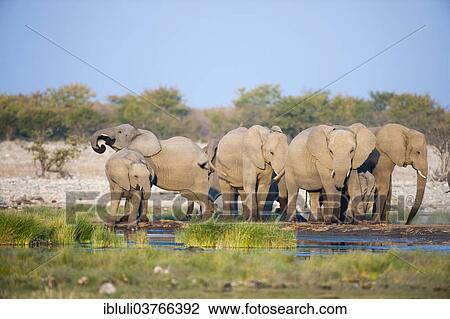 "African Elephants (Loxodonta africana) drinking at Rietfontein waterhole, Etosha National Park, Namibia, Africa" View Large Photo Image Stock Image - "African Elephants (Loxodonta africana) drinking at Rietfontein waterhole, Etosha National Park, Namibia, Africa". Fotosearch