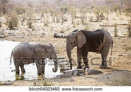 "African elephants (Loxodonta africana) drinking at a waterhole, Etosha National Park, Namibia, Africa" View Large Photo Image Stock Image - "African elephants (Loxodonta africana) drinking at a waterhole, Etosha National Park, Namibia, Africa". Fotosearch