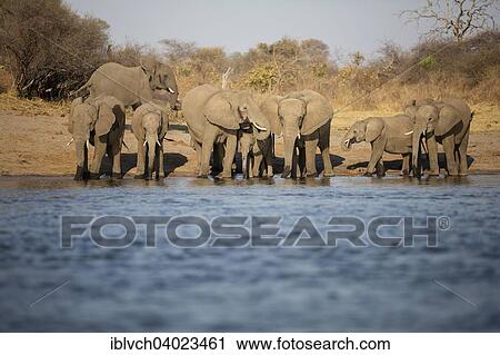 Stock Image - "African elephants (Loxodonta africana) drinking at the Okavango river, Caprivi, Namibia, Africa". Fotosearch
