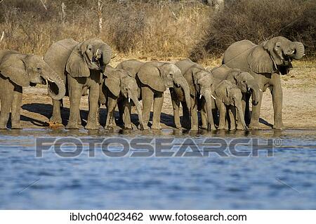 "African elephants (Loxodonta africana) drinking at the Okavango river, Caprivi, Namibia, Africa" View Large Photo Image Stock Image - "African elephants (Loxodonta africana) drinking at the Okavango river, Caprivi, Namibia, Africa". Fotosearch